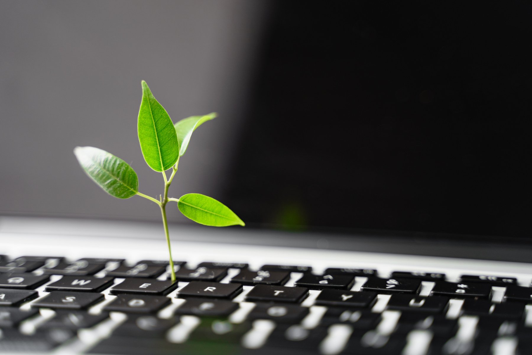 Laptop keyboard with plant growing on it. Green IT computing concept. Carbon efficient technology. Digital sustainability